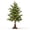 18"-Tree, variant on Mivyn Vintage Lighted Norfolk Pine Tree, Tabletop Christmas Decor with Antique-Bronze Pedestal, Warm LED Lights, Realistic Cascading Evergreen Branches, for Mantel Display