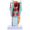 thumbnail image 1 of Modèle Larynx Modèle Larynx Modèle Anatomie Humaine Modèle d'Enseignement, 1 of 3
