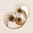 thumbnail image 2 of Koetsier, Albert 15x15 Gold Ornate Wood Framed with Double Matting Museum Art Print Titled - Sepia Nautilus 2, 2 of 4