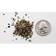 thumbnail image 4 of Black Pepper 10 MESH 2 Pounds Bulk Bag -Heat Sealed to Maintain Freshness-Spice Seasoning-10M VERY COARSE Perfect for Rubs, 4 of 5