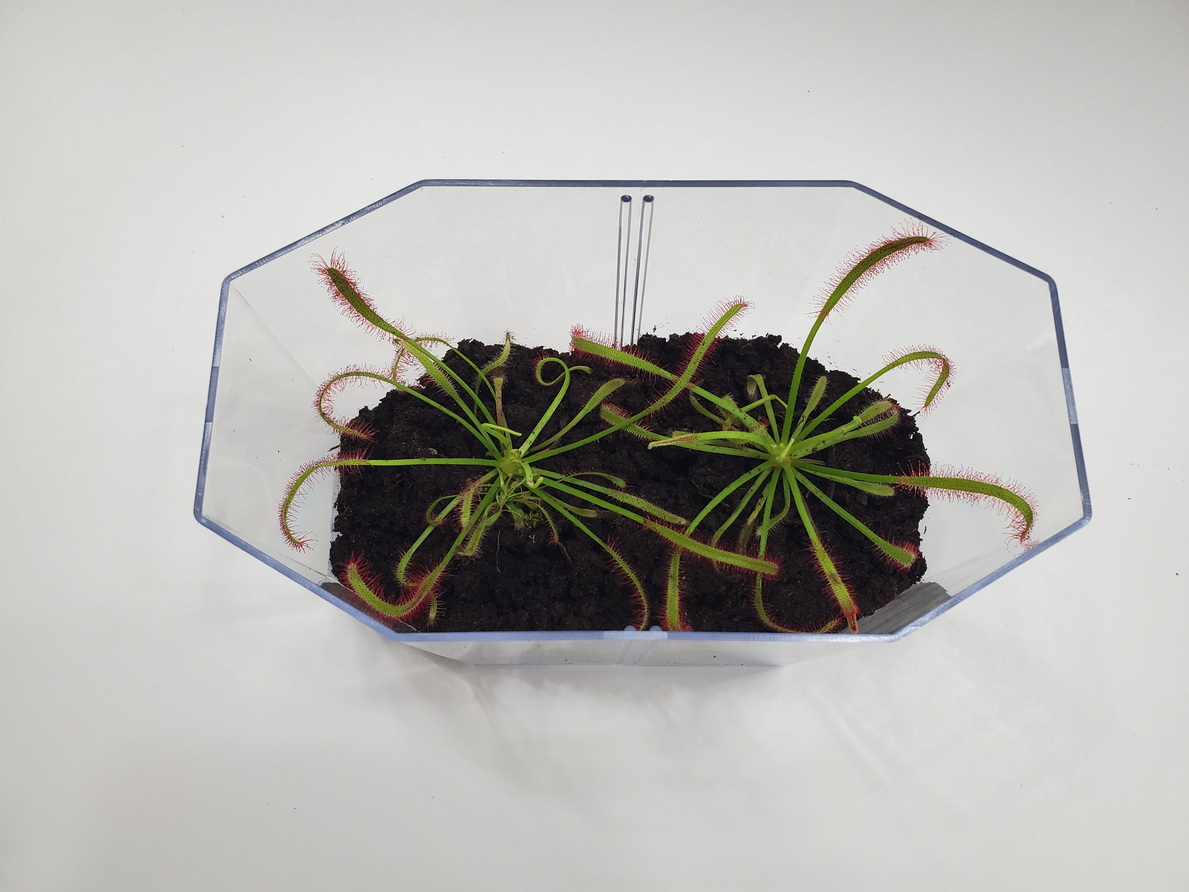 Deluxe Cape Sundew Plant Kit with 2 Live Carnivorous Plants – Indoor Bug-Eating Terrarium Kit with Food, Moss & Peat Pellets