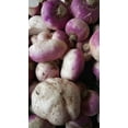 thumbnail image 4 of Purple Top White Globe Turnip Seeds/Annual/Full Sun/800 Seeds 2 Grams/Zellajake Farm and Garden- B99, 4 of 5
