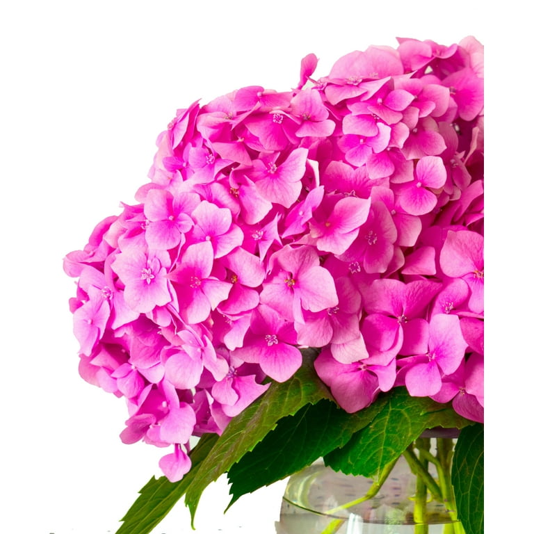 ☆hydrangea☆さま 専用です Expert Gardener 2.5QT Filtered Sun Flowering Hydrangea Shrub