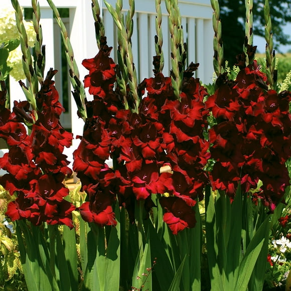 Gladiolus BULB