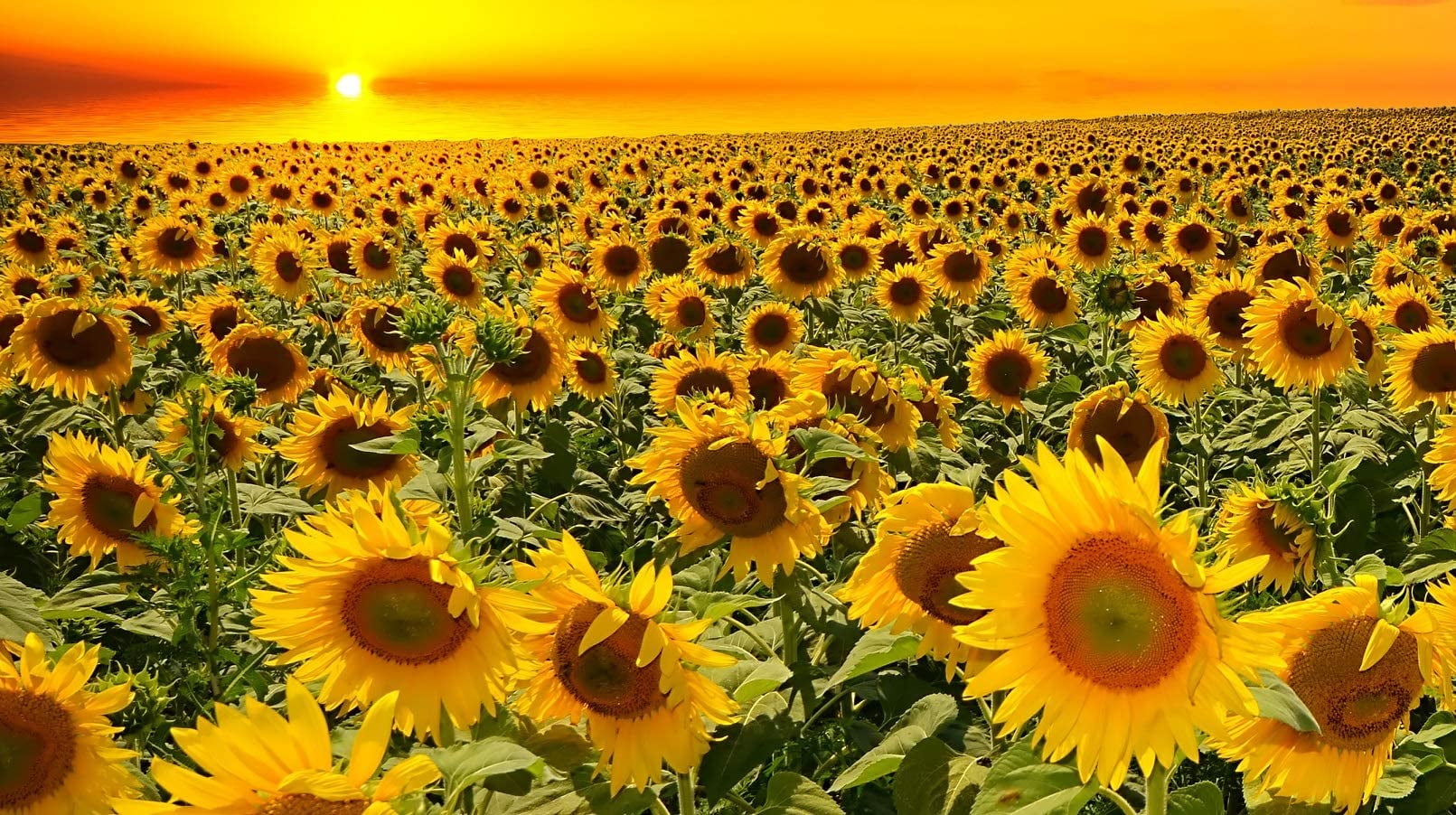 100 Dwarf Grey Stripe Sunflower Seeds Song Birds Favorite Great for