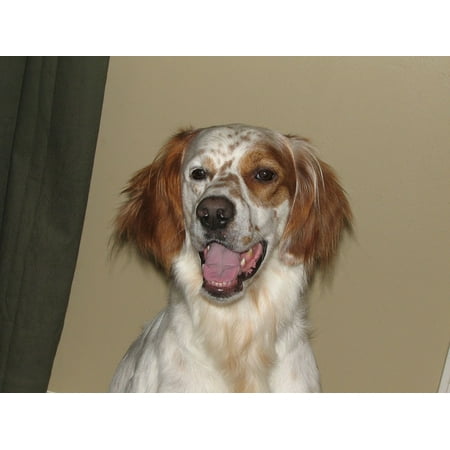 Irish Setters Pets Peel-n-Stick Poster of Irish Red Panting Pet Canine Dog Animal Setter Poster 24x16 Adhesive Sticker Poster Print ()