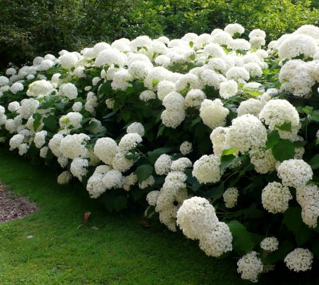 Annabelle Smooth Hydrangea - Live Plant ( 1 QT )