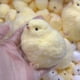thumbnail image 2 of Keai Juguetes Hechos A Mano para Rascar y Frotar Pollo Amarillo Pequeño Juguete de Regalo de Pollo de Silicona B, 2 of 5