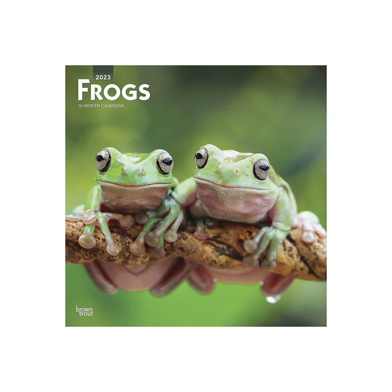2023 BrownTrout Frogs 12'' x 12'' Monthly Wall Calendar (9781975455033)