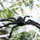 thumbnail image 4 of Tela de araña triangular gigante blanca, decoraciones de Halloween al aire libre, suministros de decoración, 5m, 7m, 4 of 4