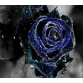 thumbnail image 3 of 30+ Seeds|Midnight Supreme Rose Seeds - Authentic Seeds - Perennial~GMO Free~~Flower seeds ~ Asian Garden~ Herbs B5G1#1067, 3 of 5