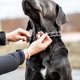 thumbnail image 3 of Clip de cola de pez, cadena de entrenamiento para perros, cadena estimulante, Collar para perros, Collar de entrenamiento para mascotas, anillo para el cuello MFZFUKR CPB-US-XAH53-2, 3 of 5