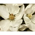 thumbnail image 2 of Poinski, Dianne 32x26 White Modern Wood Framed Museum Art Print Titled - Blossoms I, 2 of 4