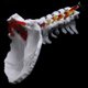 thumbnail image 2 of Cervical Vertebra Arteria Spine Spinal Nerves Anatomical Model Anatomy for Science Classroom Study Display Teaching Model, 2 of 5