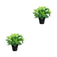 thumbnail image 1 of Plantas sin olor Yuarrent Bonsai en maceta decorativas, 1 of 6