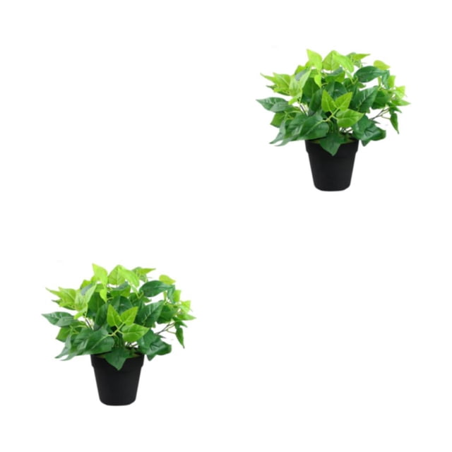 Plantas sin olor Yuarrent Bonsai en maceta decorativas