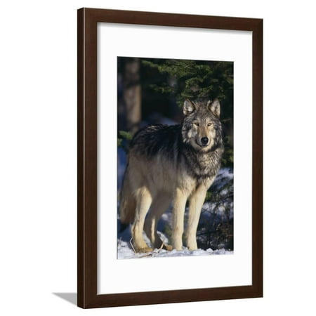 Gray Wolf by Trees Framed Print Wall Art By DLILLC
