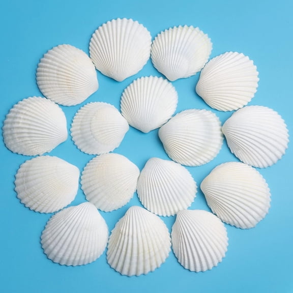 Sinkoo 30pcs Sea Shells for Crafts, 1.5''-2'' Lion Paw Shells,White Scallop Shells for DIY Painting Beaching Wedding Decoration, Beach Natural Seashells Bulk