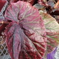 thumbnail image 3 of Begonia coccinea, Pink Mink, Angelwing Begonia - Pot Size: 3.5in - House Plants, 3 of 6