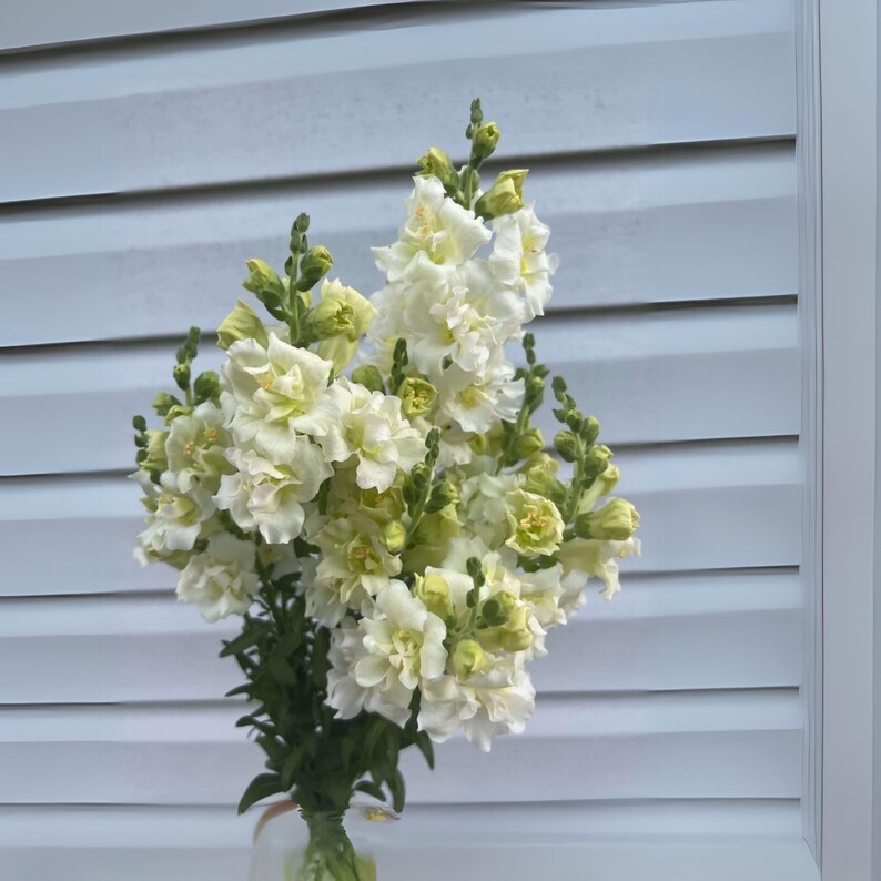 30 Seeds Madame Ivory Snapdragon Cold Attracts Pollinators Cottage Border Garden Antirrhinum Majus