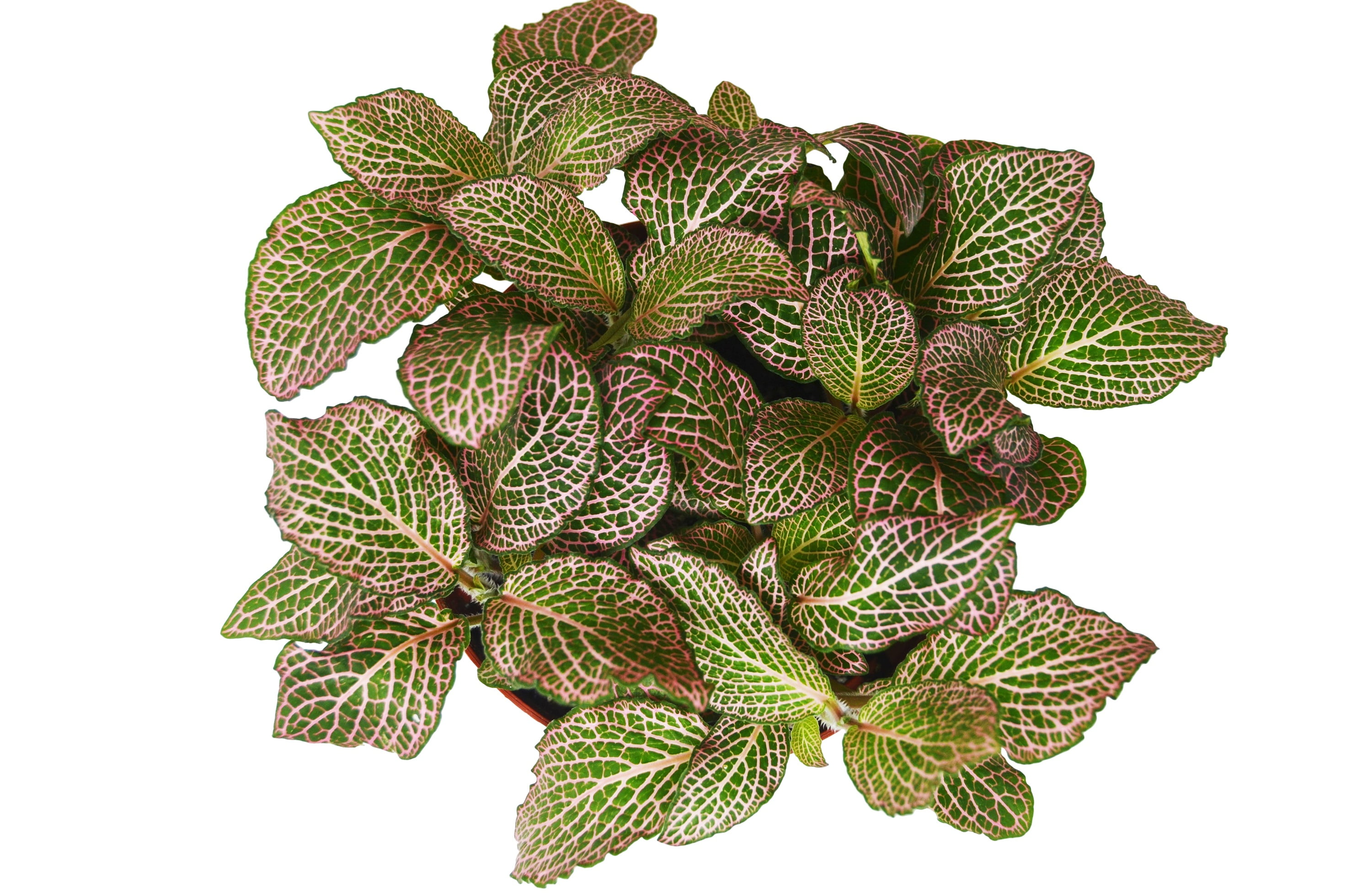 Фиттония цветок комнатный фото и описание