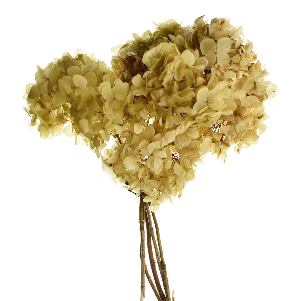 Dried Natural Preserved Hydrangeas in Bloom Stem