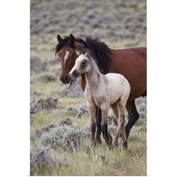 Great BIG Canvas | Rolled Larry Ditto Poster Print entitled Wild horse foal with mother, Wyoming prairie