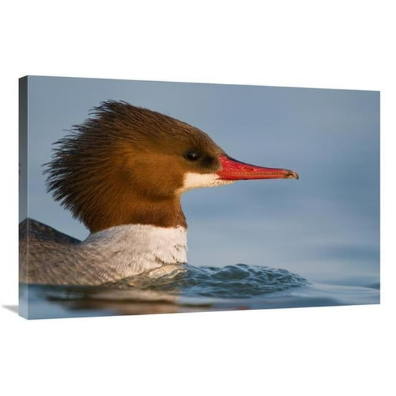 24 x 36 in. Common Merganser Female Swimming, Saginaw Bay, Michigan Art Print - Steve Gettle