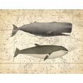 thumbnail image 2 of James, Christopher 14x12 Gold Ornate Wood Framed with Double Matting Museum Art Print Titled - Whale Costellation 1, 2 of 4