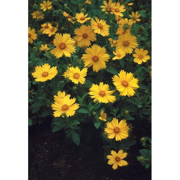 Sunshine Superman Star Tickseed