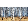 thumbnail image 3 of Znamenskiy, Oleg 18x11 Black Modern Framed Museum Art Print Titled - Birch grove in autumn, 3 of 5