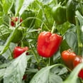 thumbnail image 4 of Purely Organic Heirloom Sweet Pepper Seeds (California Wonder) - Approx 35 Vegetable Seeds - Crisp & Mild, Full Sun, Non-GMO - for 2022 Season, 4 of 5
