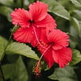 thumbnail image 4 of Hibiscus Tea 150 Bags (3-Pack) | Herbal Caffeine-Free | Over 48% Off Bulk, 4 of 7