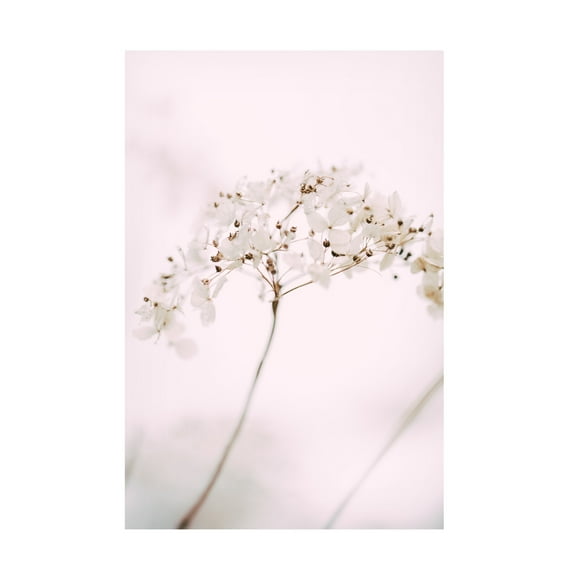 Trademark Fine Art Pictufy Studio Soft Dried Flower Pink Canvas Wall Art