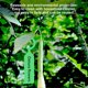 thumbnail image 2 of Lot de 100 étiquettes à suspendre en plastique pour plantes, arbres, pépinière, décoration de jardin, vert, 2 of 4