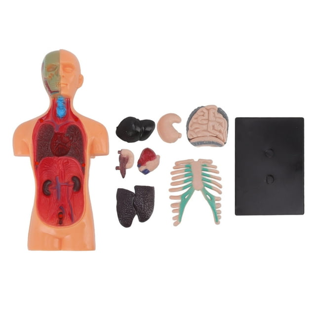 <p>Kids Human Torso Model, Fine Details Educational Kids Human Anatomy Model Professional Puzzle For Kids Aged 6 Years And Above For Hospital</p>