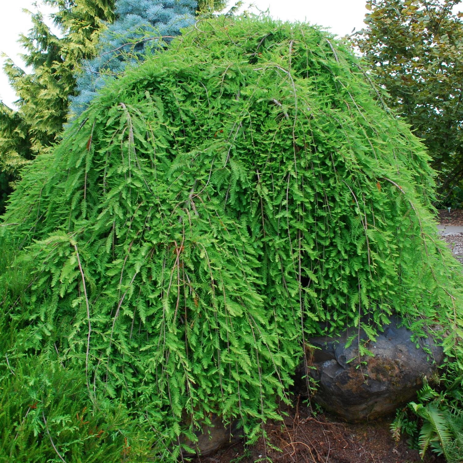 Expert Gardener Bald Cypress Falling Waters Tree in 1 gal Grower Pot