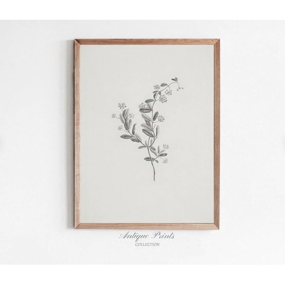 Neutral Botanical Vintage Print, Minimalist Branch Sketch Art, Antique Branch Wall Art, Vertical Flower Drawing, Farmhouse Decor, Poster, Unframed Poster Size 8x12