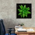 thumbnail image 3 of Epic Graffiti 'The Green Bloom Crop' by Epic Portfolio Giclee Canvas Wall Art, 26"x26", 3 of 8