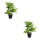 thumbnail image 4 of Inteprter Planta en maceta de tortuga ecológica, plantas artificiales de bajo mantenimiento para decoración de balcón, sala de estar JH5473 JH5473 2Conjunto, 4 of 6