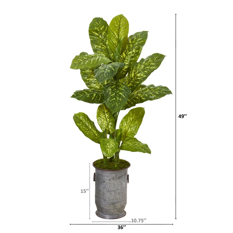 red house plants Bromeliad Red Guzmania Hope Houseplant - Small (14"-18" tall) Grow Pot