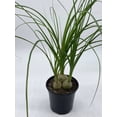 thumbnail image 2 of Florida House Plants Baby Ponytail Palms Live Plants in 4" Pot, 2 of 6