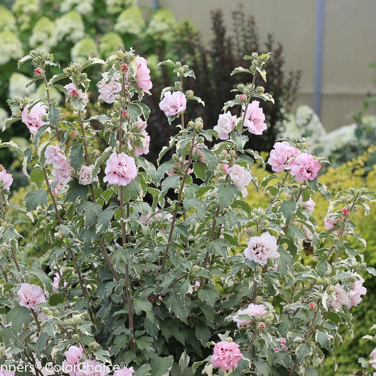 Proven Winners ColorChoice 5" Pink Sugar Tip Rose of Sharon Live Plant in 4.5" Pot (4 Count)