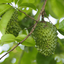 Soursop Live Plant, Guanabana Plant, Tropical Annona Muricata Fruit for Growing, 12-16 Inch Tall