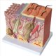 thumbnail image 4 of 2X Modelo de Piel Modelo de Piel Anatómico Agrandado 50X Modelo de Piel Tridimensional de Anatomía para Enseñanza de Exhibición de Estudio en el Aula, 4 of 5
