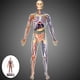 thumbnail image 4 of Modelo de enseñanza del cuerpo humano ensamblado 1:6 4D, juguetes ensamblados DIY Montessori, juguete de anatomía para niños, suministro de ciencia de, 4 of 8