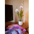 thumbnail image 5 of American Plant Exchange Orchid Dendrobium, 4-Inch Pot, Water Once Per Week, Medicinal, Flowering Houseplant, Growers Pick Color, 5 of 9