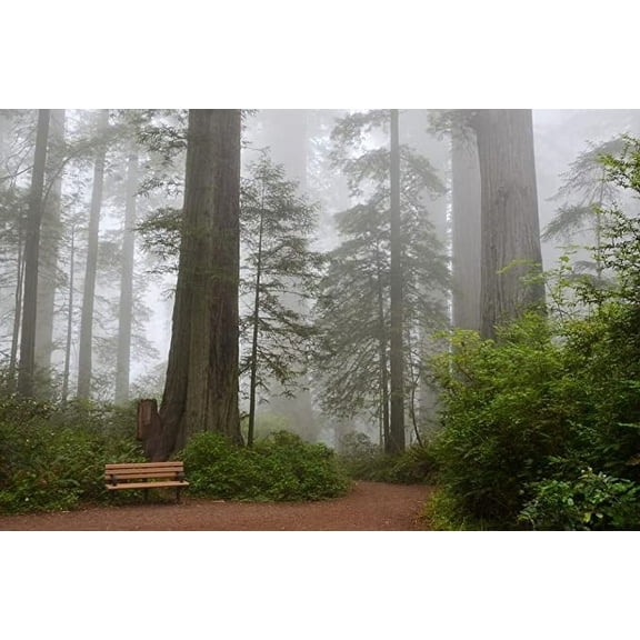 Iconic Arts Laminated 36x24 inches Poster: USA America California Sequoia Trees Ladybird Johnson Grove Redwood National Park Nature Forest Redwood Away Trail Foggy