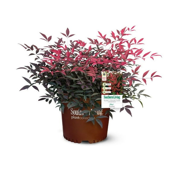 Southern Living Flirt Nandina Live Shrub in 1.5-Gallon Grower Pot
