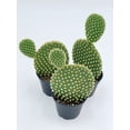 thumbnail image 4 of Bubbleblooms Bunny Ear Prickly Pear Cactus Opuntia microdasys, Bunny Ears Cactus 4-inch Pot, 4 of 5